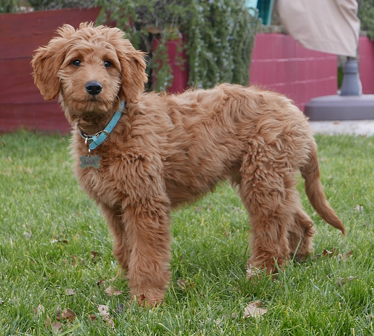 Close up of a brown Goldendoodle standing on the grass, the Goldendoodle's lifespan is between 10-15 years
