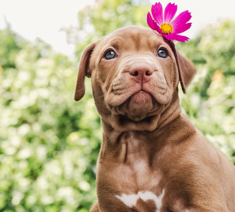 Pitbull Dog Names