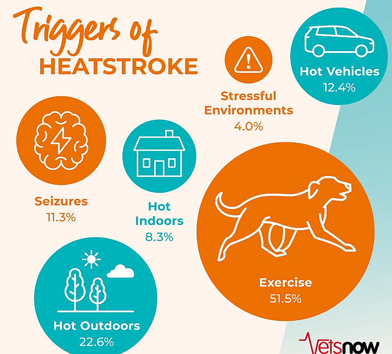 Sweltering Temperatures Have This French Bulldog Seeking Refuge in a Hilarious Heat Exhaustion Hack
