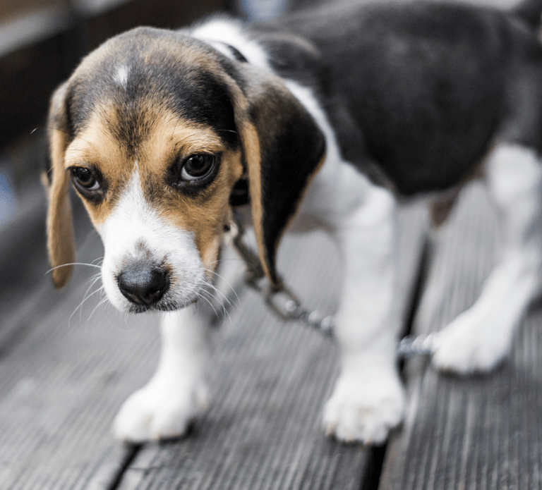 an english foxhound puppy