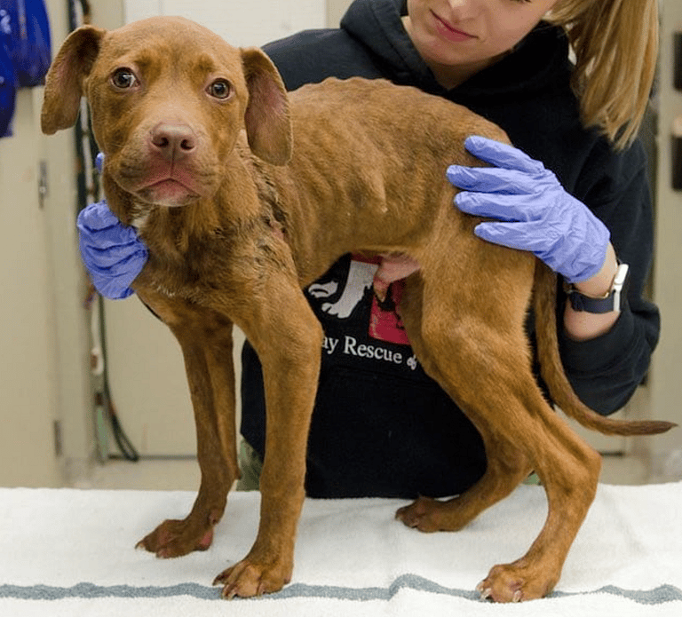 Paraphimosis in Dogs