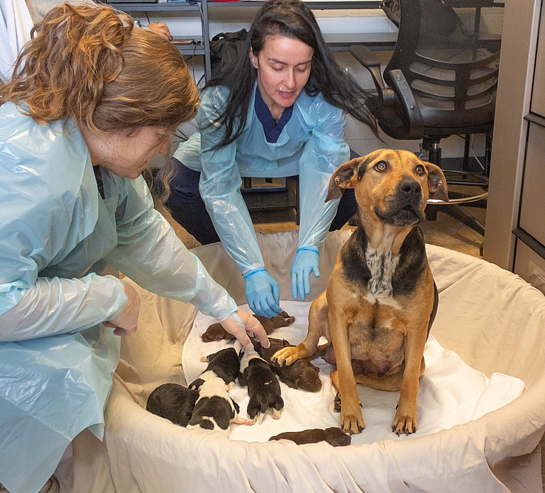 Rescued Mama Dog Gives Birth To Ultra-Rare Litter of Seven Female Puppies