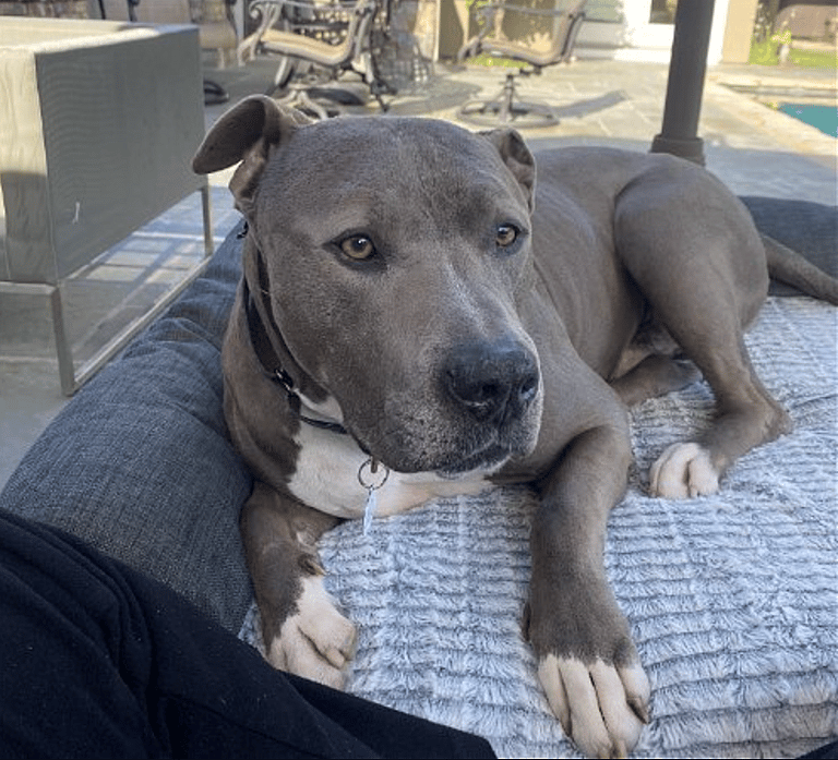 Dog up for adoption - Tustin