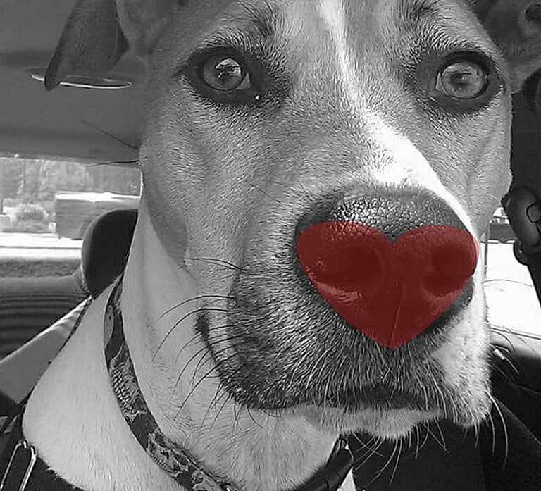 Couple Heartbroken They Can't Have Kids Adopt Abandoned Puppy Who Needed Parents