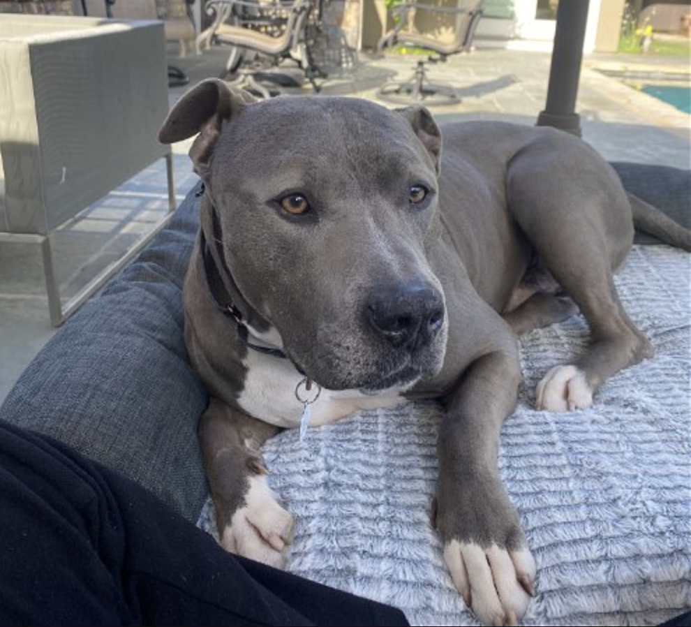 Dog up for adoption - Tustin