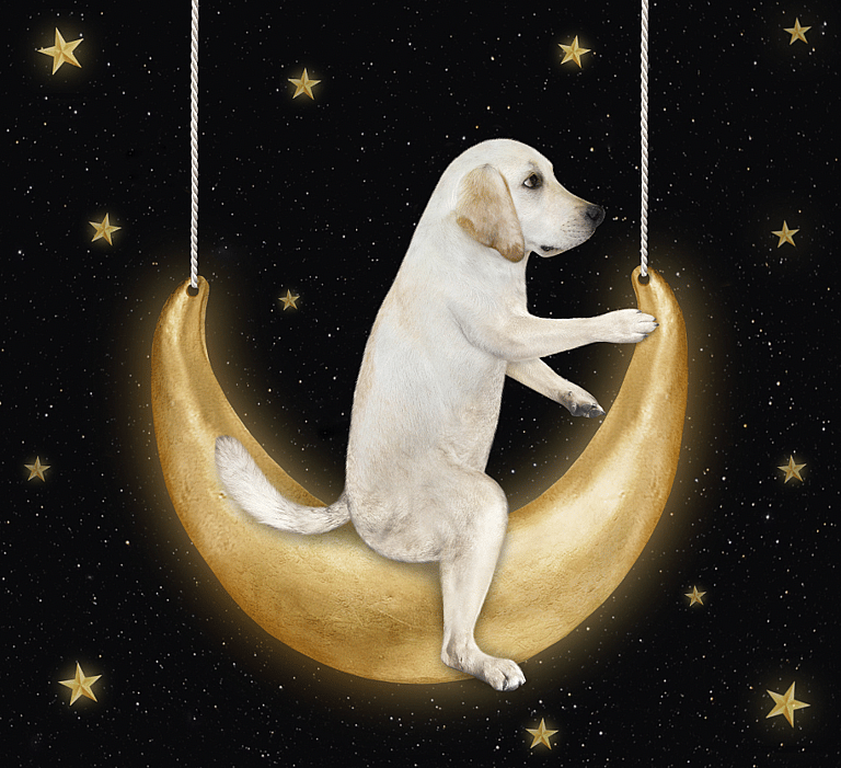 Space Names for Dogs