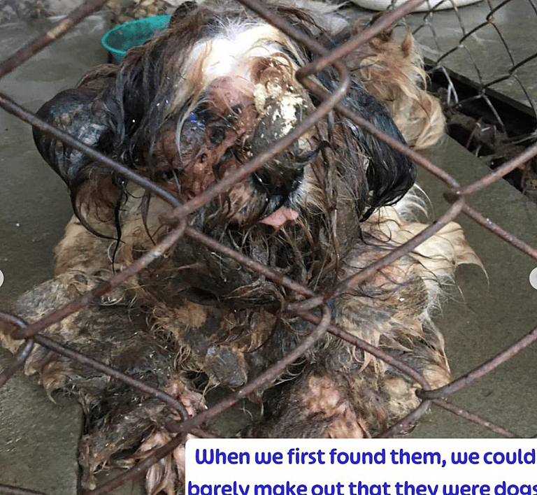 Miraculous Transformation of Two Horribly Neglected Dogs (They Now Have a Personal Chef)