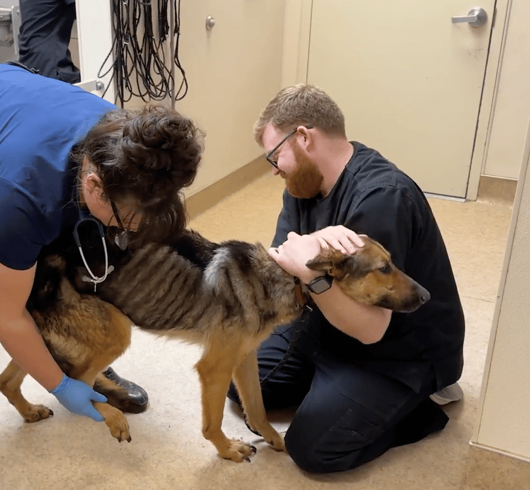 emaciated german shepher