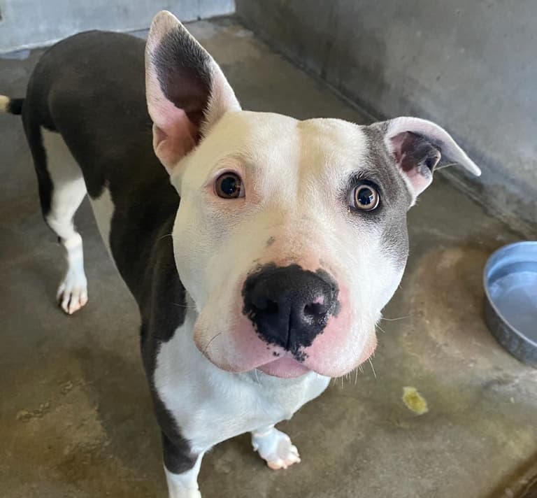 Abandoned Pitbull Left on Highway in Wire Crate Greets Rescuer with Sweetest Gesture