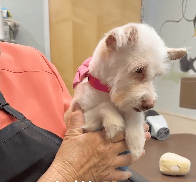 This 12-Year-Old Dog Was Ignored by Everyone—Until a Miracle Makeover Changed Everything!