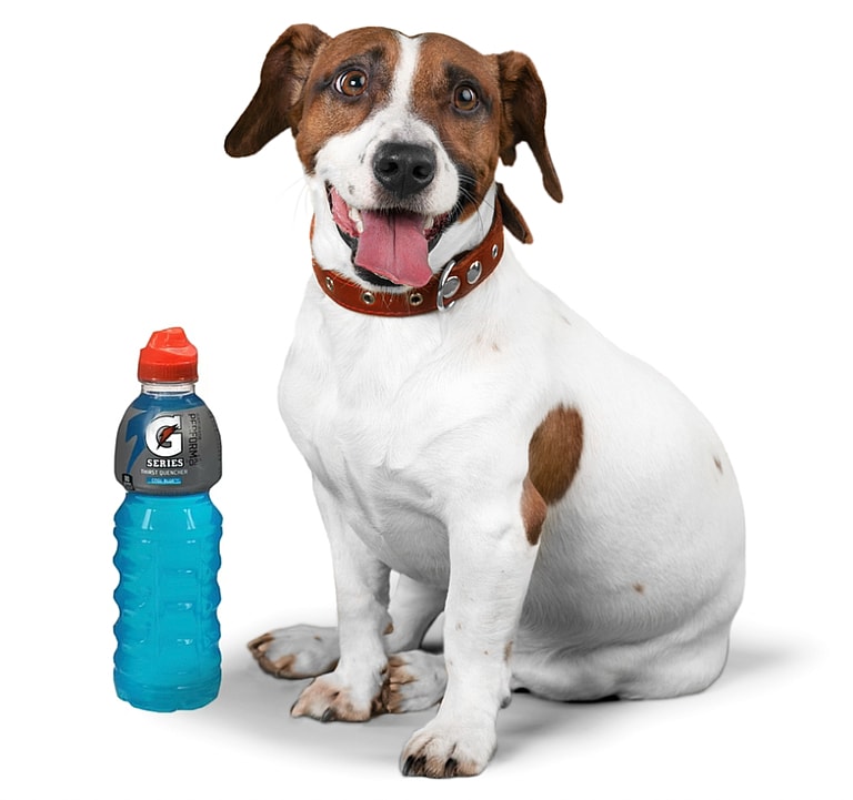 Can Dogs Drink Gatorade