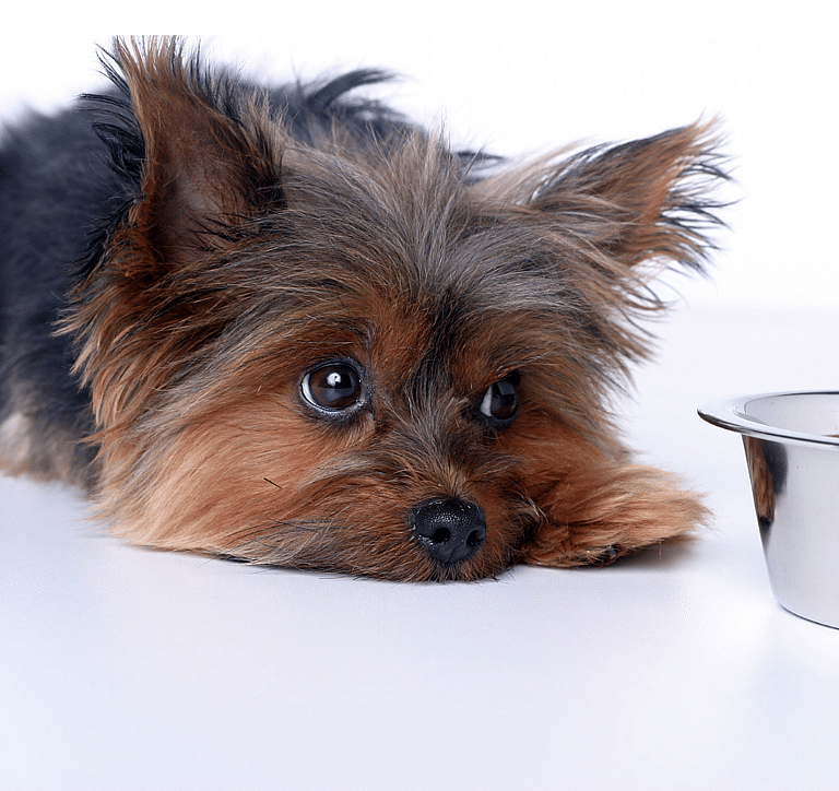 Can Dogs Eat Tomatoes?