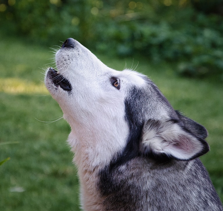 Huskies Howling