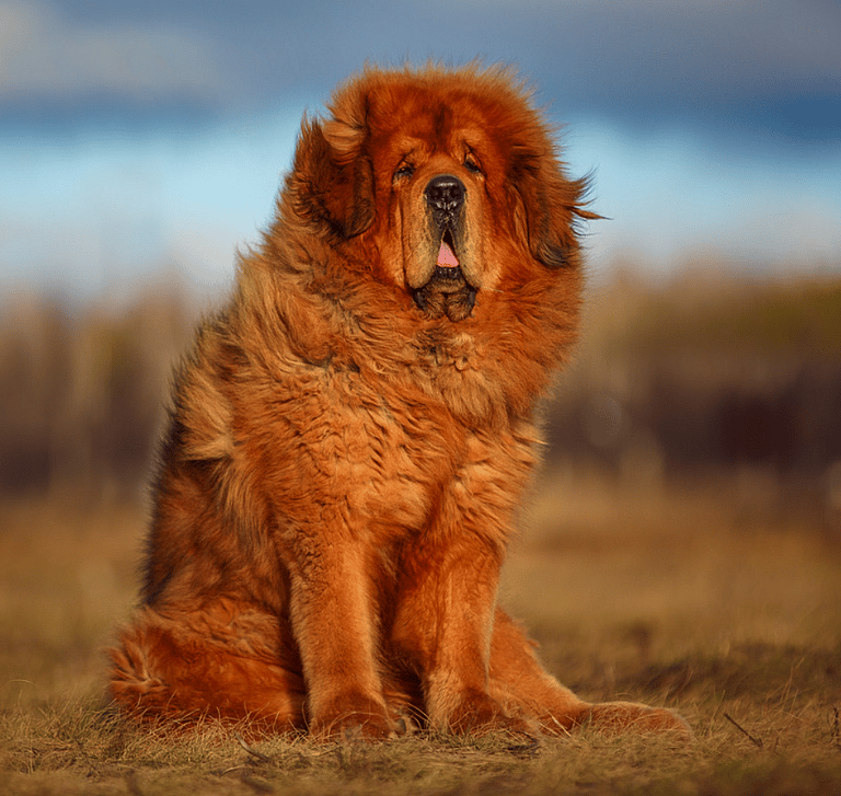 Extra-Fluffy Dog Breeds