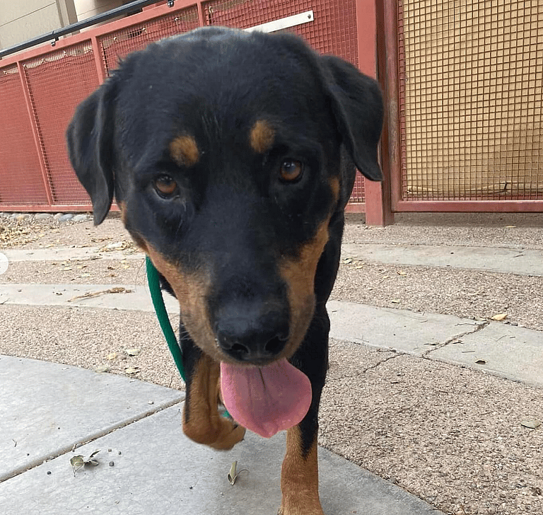 Inseparable Seniors Abandoned Again: Can This Bonded Duo Find a Forever Home Together?