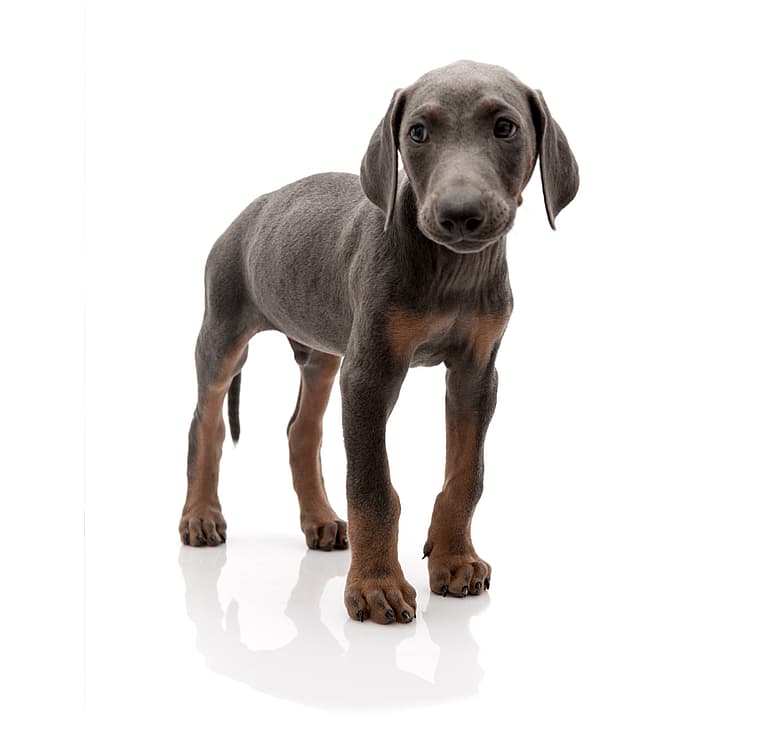Floppy Eared Dobermans