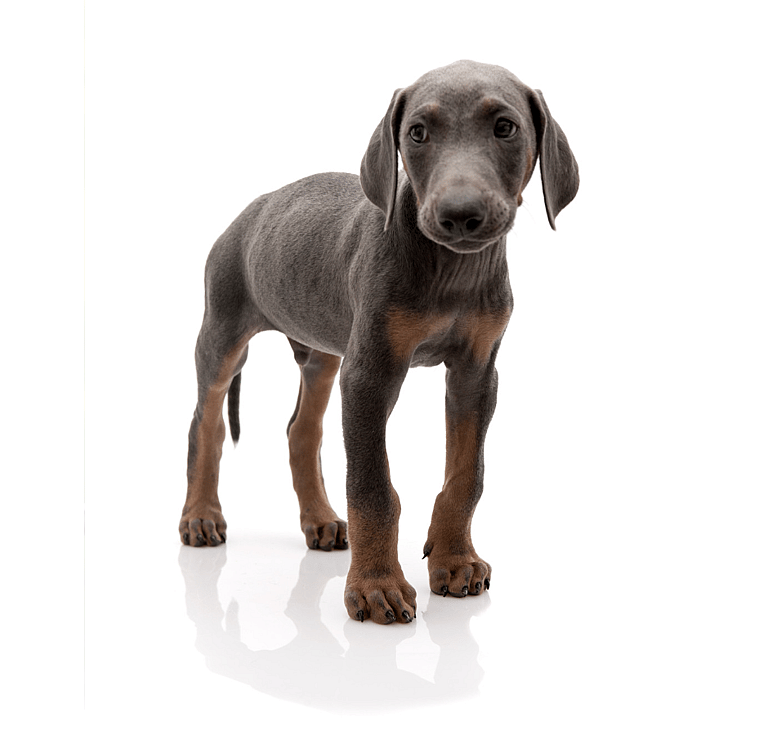 Floppy Eared Dobermans