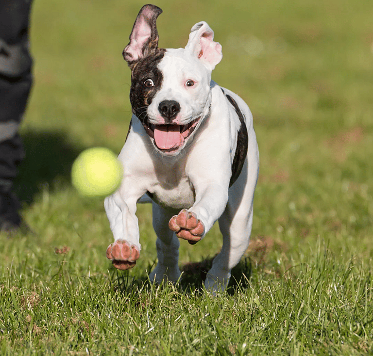 Why Do Dogs Love Tennis Balls?