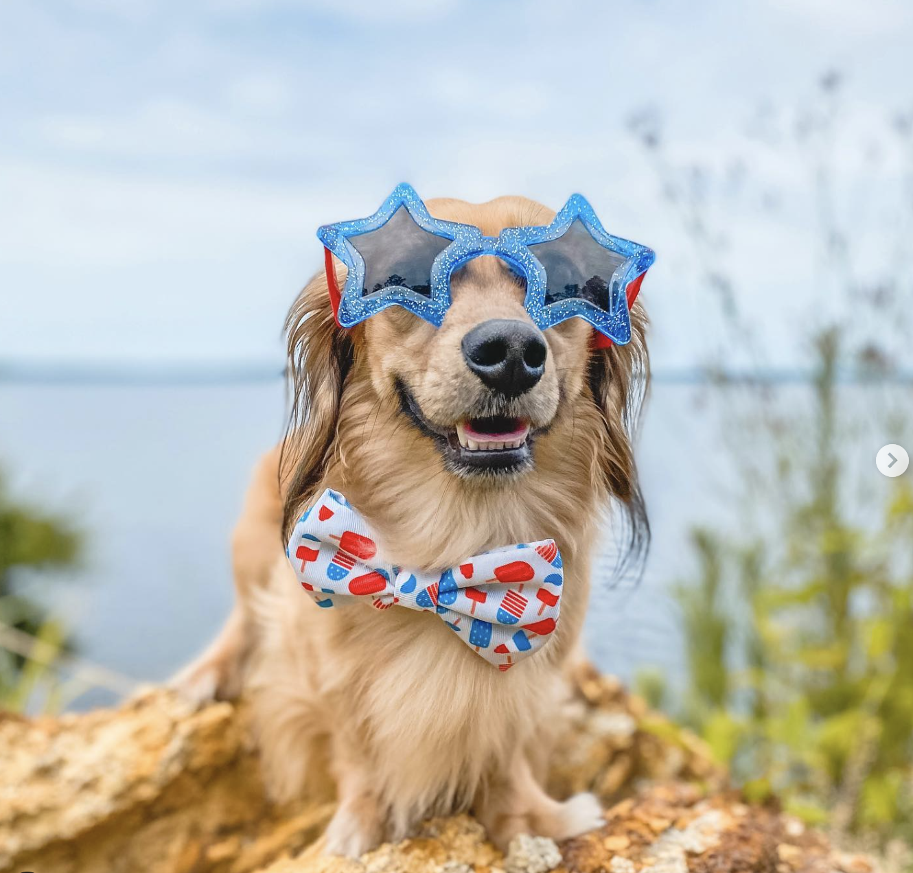 Does Your Dog Turn Into Cujo on July 4th? Shelters Share How They Keep Dogs Calm During Fireworks