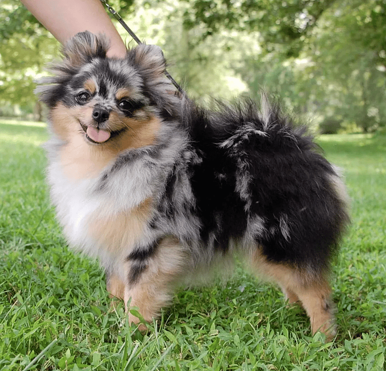 Blue Merle Pomeranian