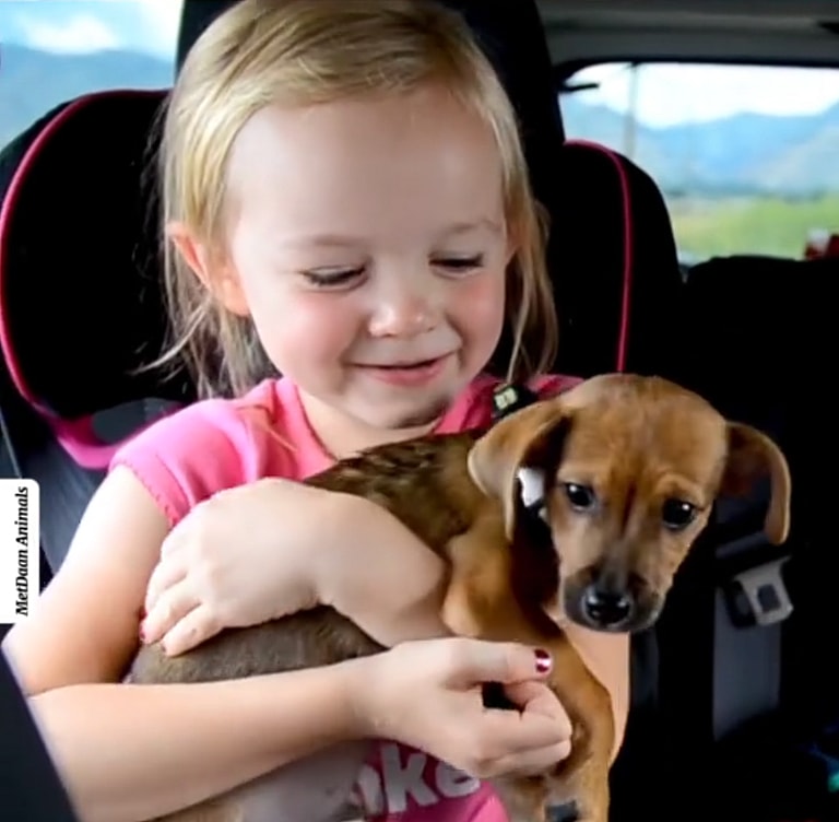 Priceless Reaction When Toddlers Discover Their Shelter Dog Adoption Dream Came True