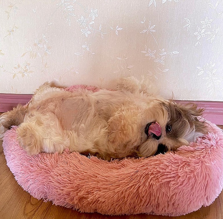 5 Best Dog Breeds for Seniors - Shih Tzus