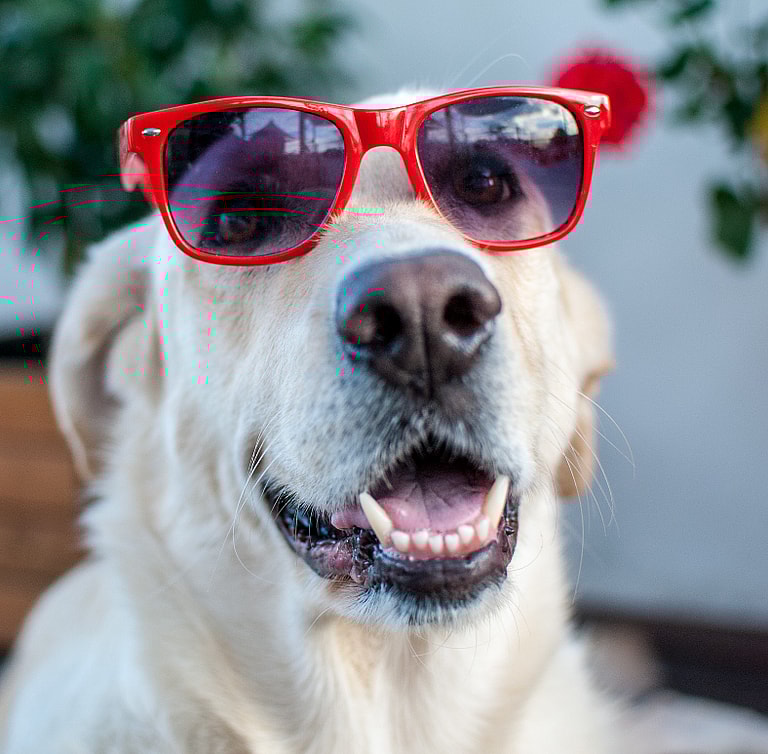Labrador Retriever Names
