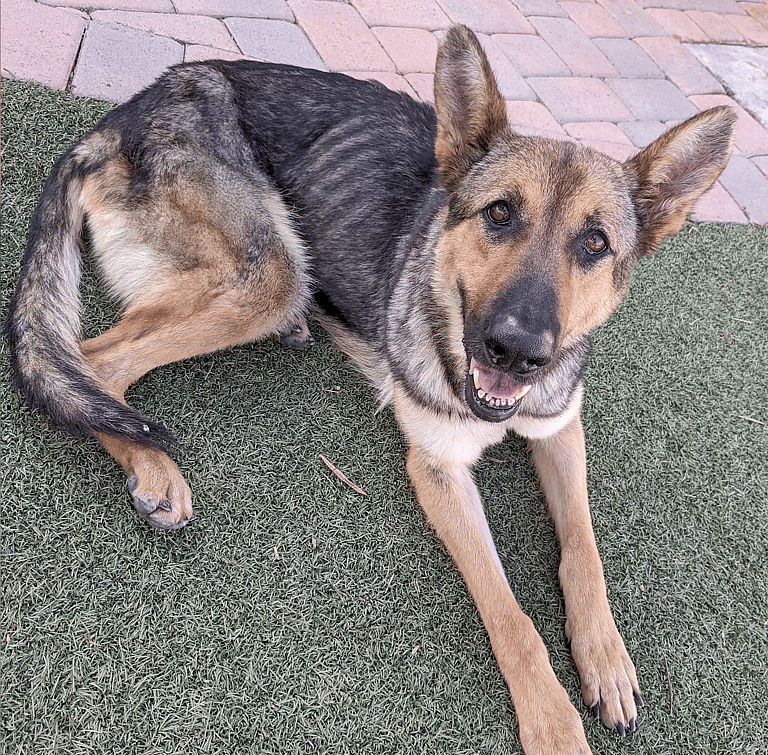 Macy: Her Tail-Wagging Joy Is Priceless After Rescuers Helped This Skeletal Sweetheart Gain 20 Pounds