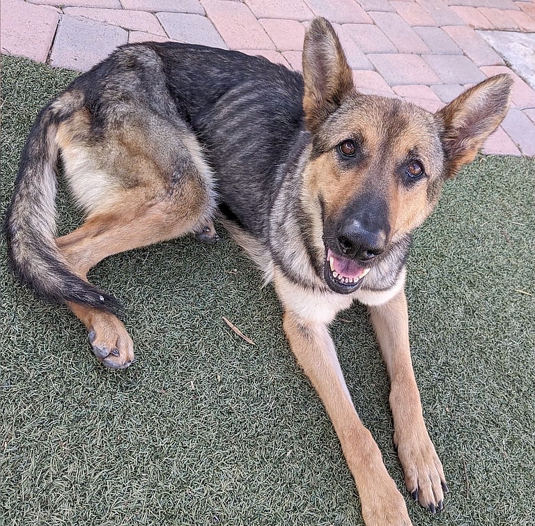 Macy: Her Tail-Wagging Joy Is Priceless After Rescuers Helped This Skeletal Sweetheart Gain 20 Pounds