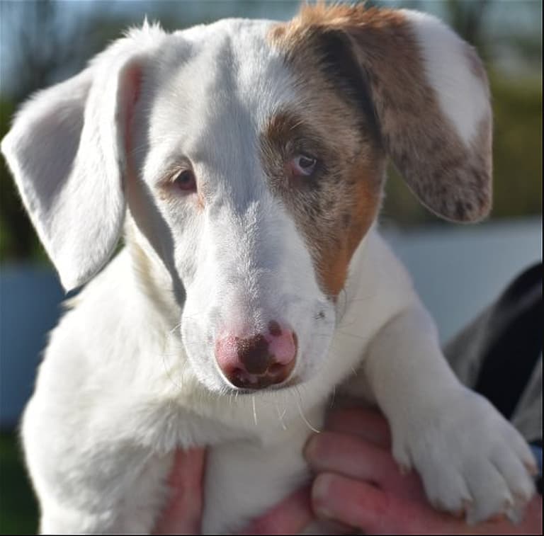 Gretchen - Dog's up for adoption