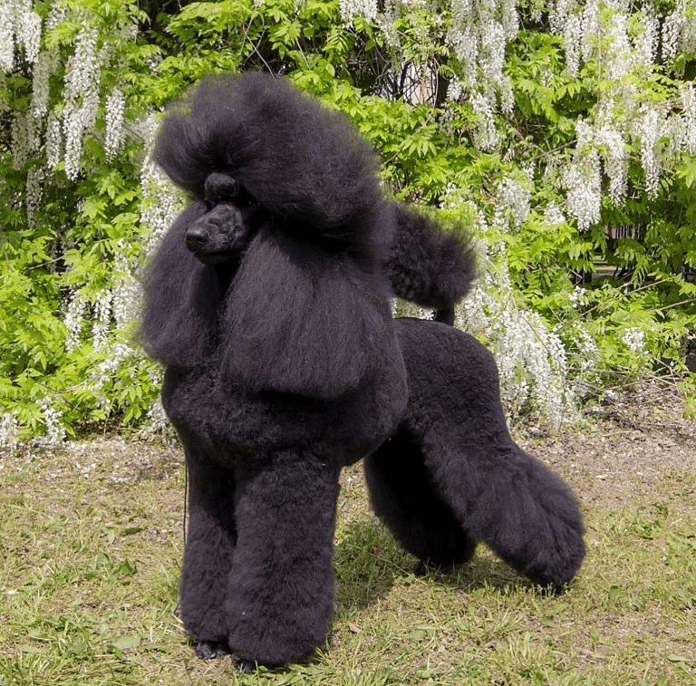 Black Fluffy Dog
