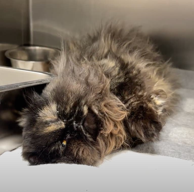 Grooming video: Watch How This Desperate Cat Asked for Help & Got a Whole New Life!