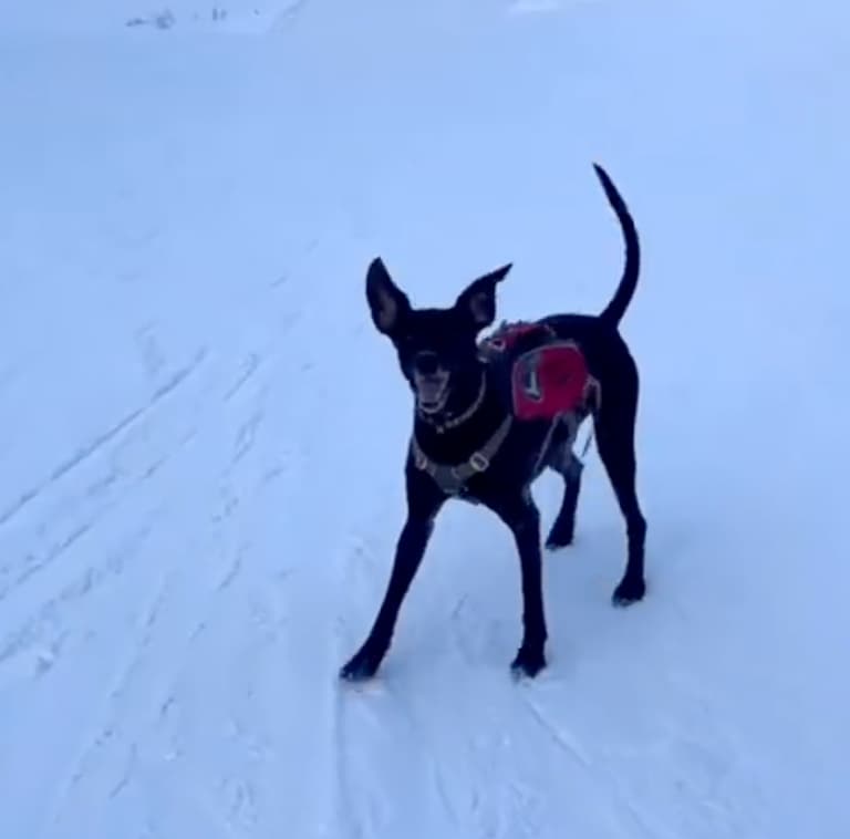 search and rescue dog news