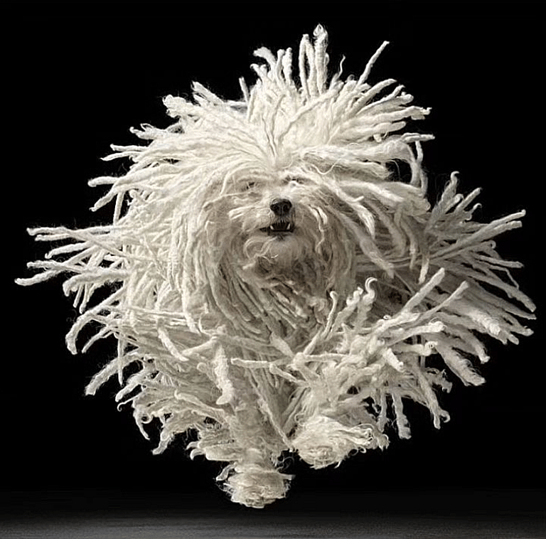 White Fluffy dog - Puli