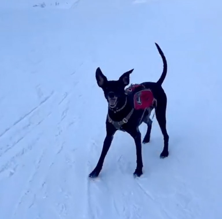 search and rescue dog news