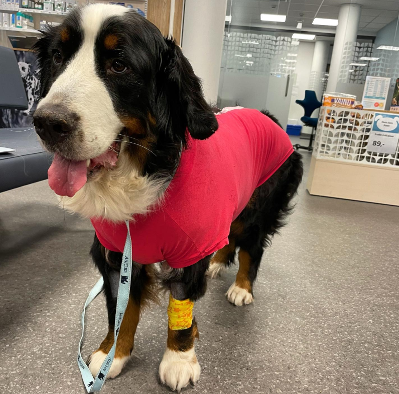Pyometra in Dogs