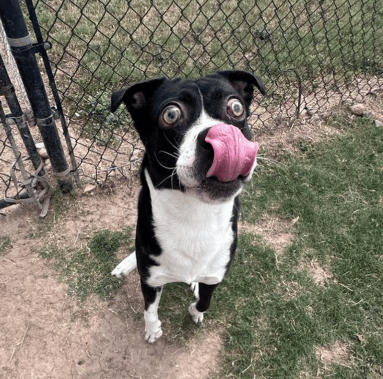 From Darkness To Light: A Blind Shelter Dog Gets A Second Shot At Happiness