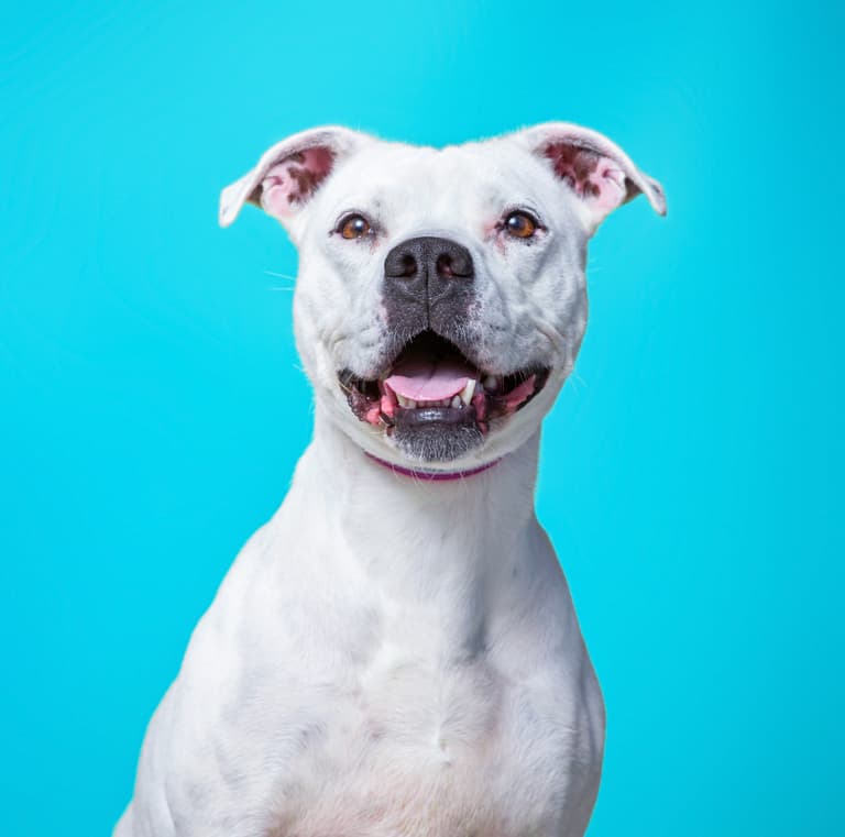 Pitbull Dog Names