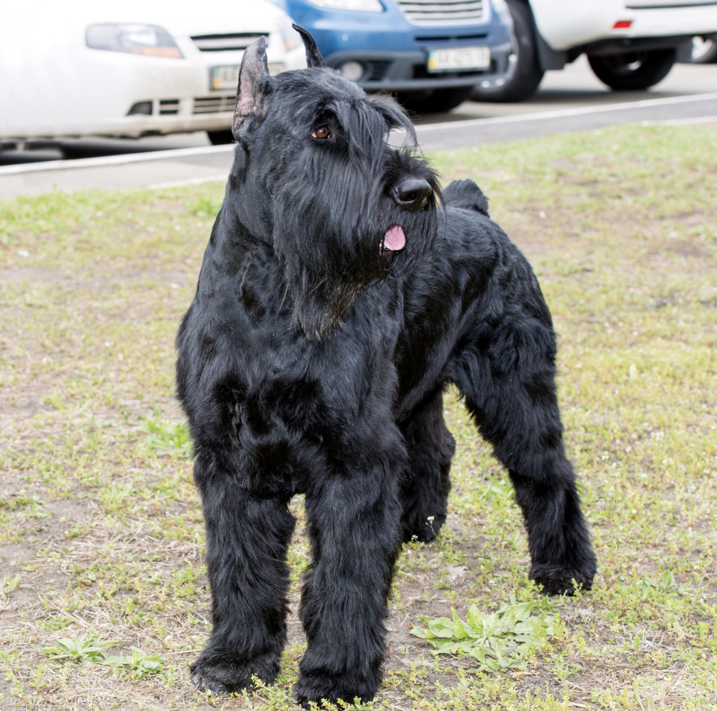 Black Fluffy Dog