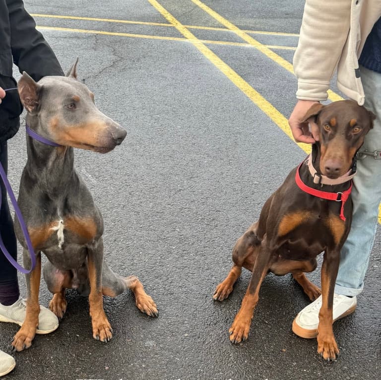 Dog Rescue: Shelter Dogs' Lives Transformed by Chance Encounter with Devoted Foster Family
