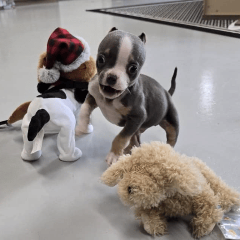 Tiny Puppy Abandoned After Botched Ear Cropping