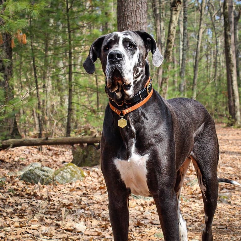 best guard dog breeds