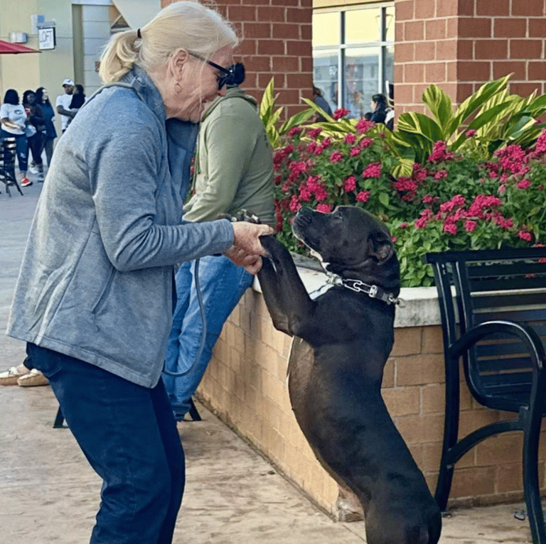 Innocent Pitbull Falls Prey to Outdated Stereotype. Now Desperately Seeking a Hero