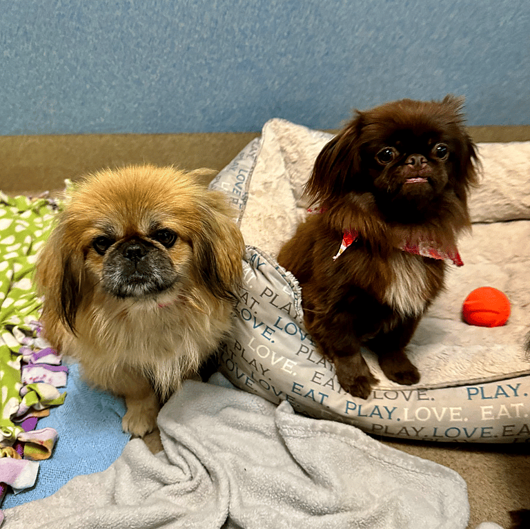 'Baby Yoda' Dog Surprises Shelter Staff with Age Revelation!