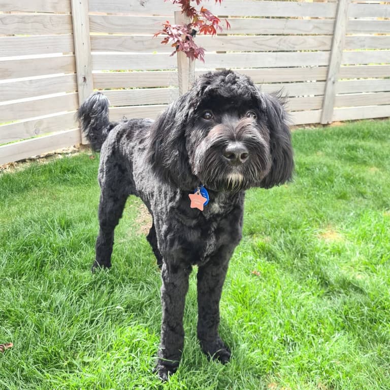 Springerdoodle