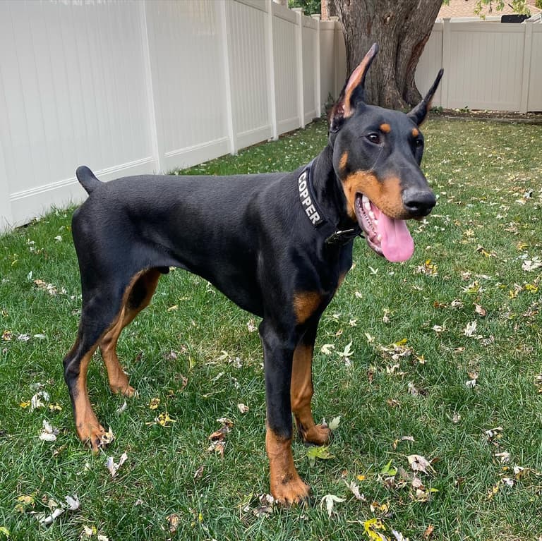 best guard dog breeds