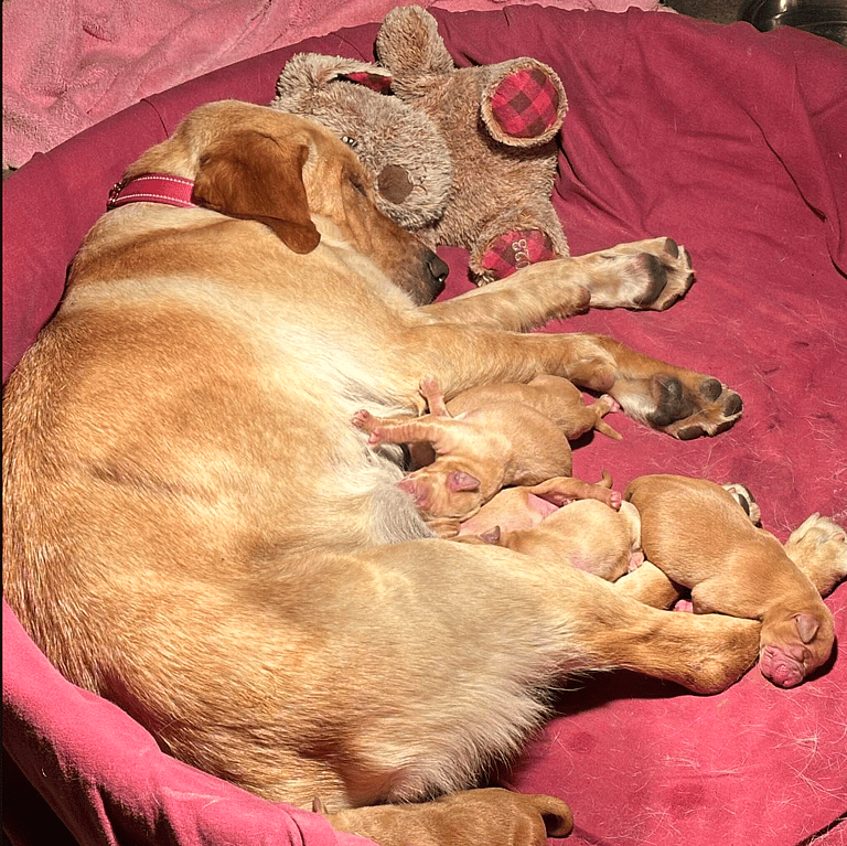 Dog Dumped at Shelter with Teddy Bear