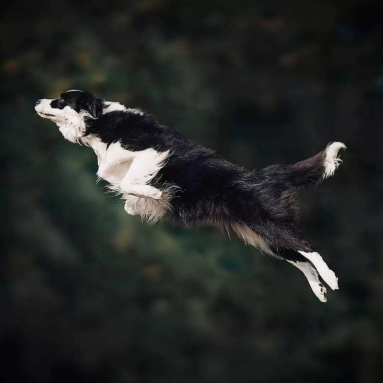 dogs that struggle in urban environment