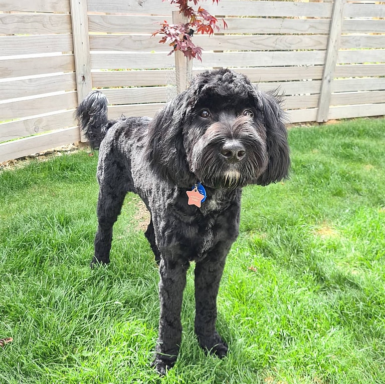 Springerdoodle
