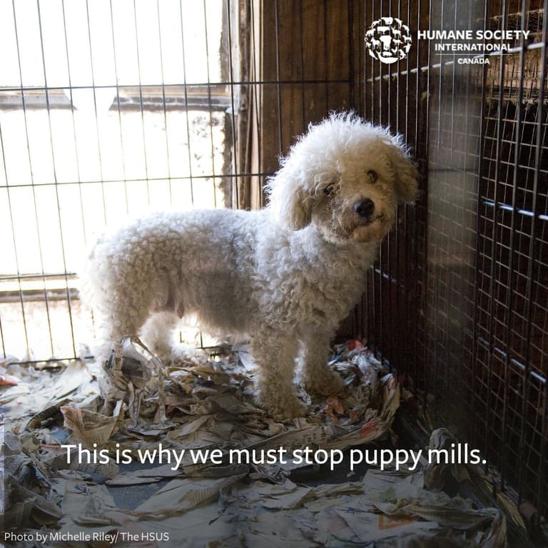 Backyard Breeder - Puppy Mills